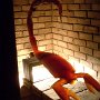 scorpion
